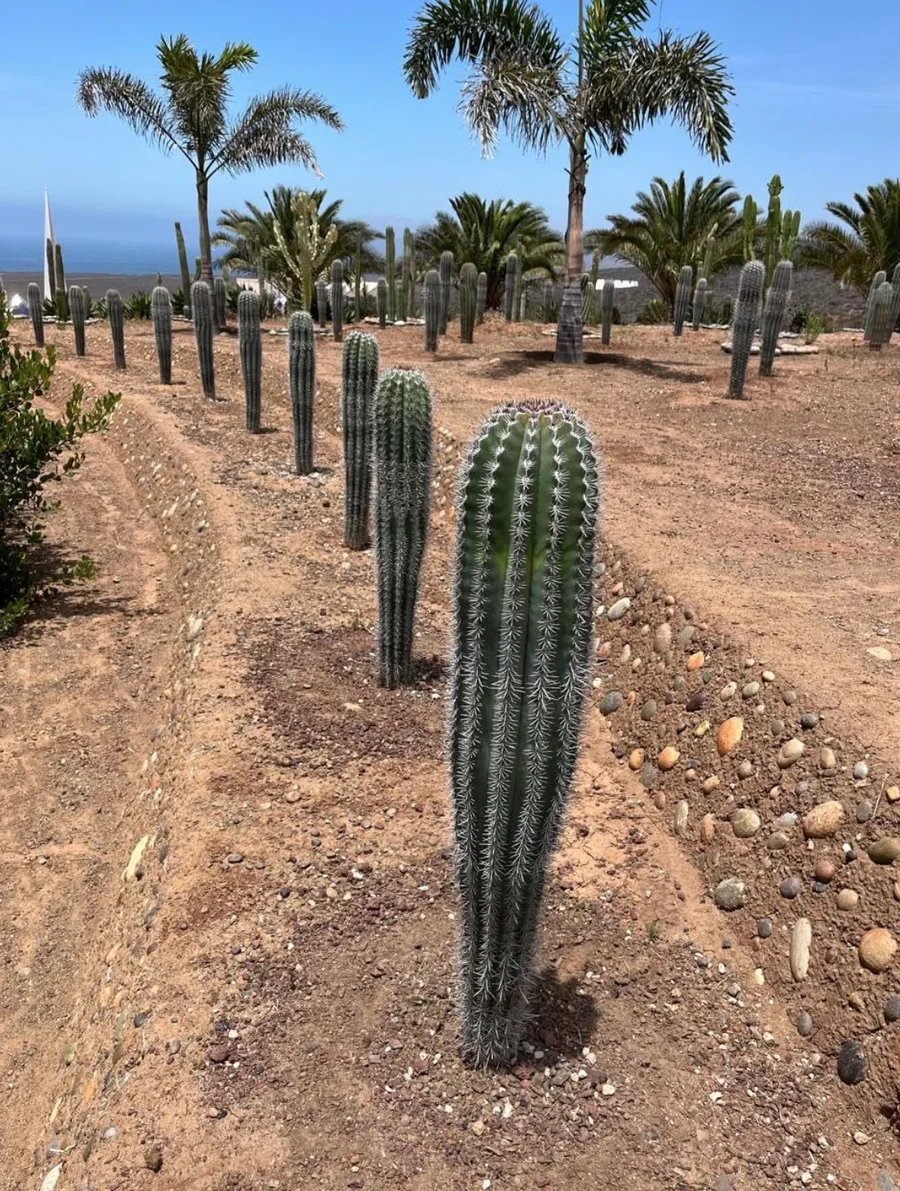 Proyecto Baja Verde