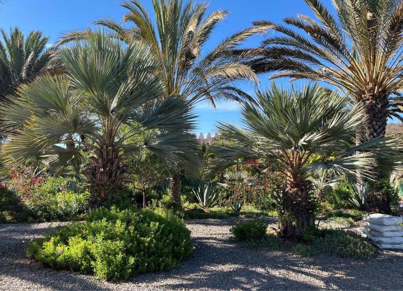 Vivero Baja Verde