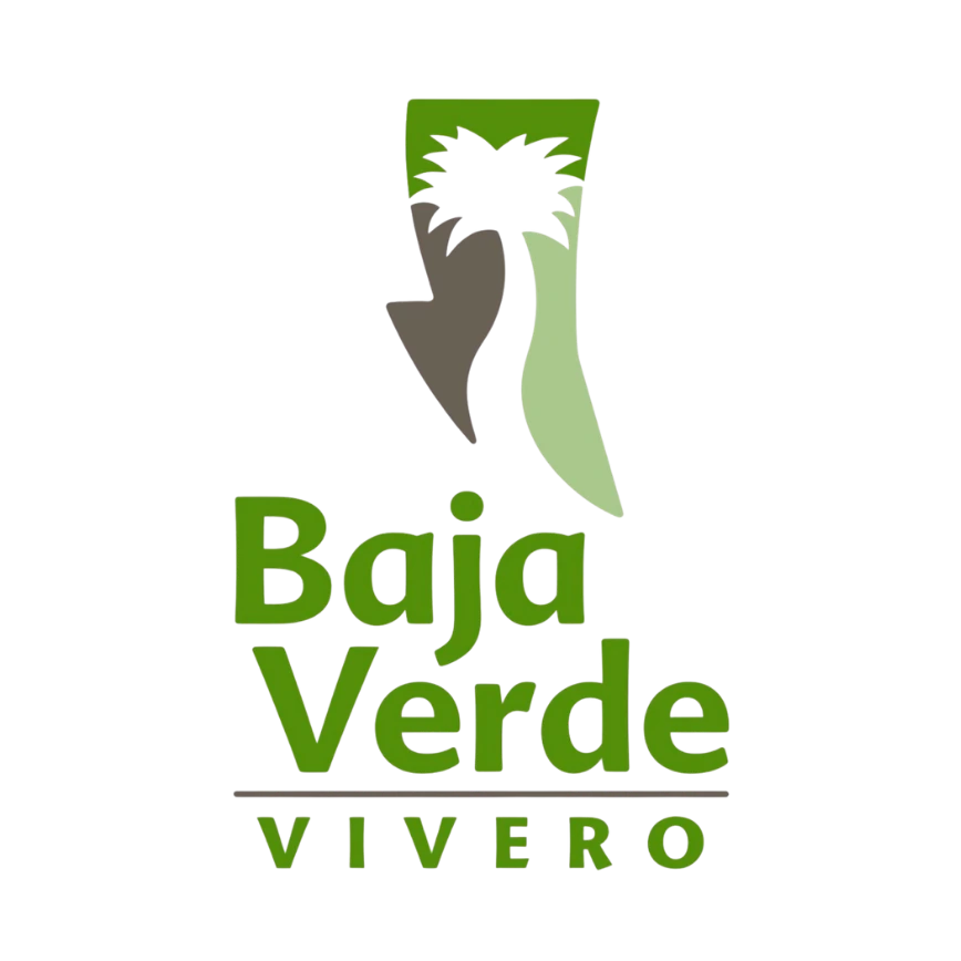 Baja Verde